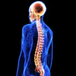 medical illustration showing a human spine and skull highlighted within a transparent body.